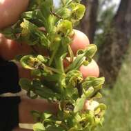 Plancia ëd Habenaria strictissima Rchb. fil.