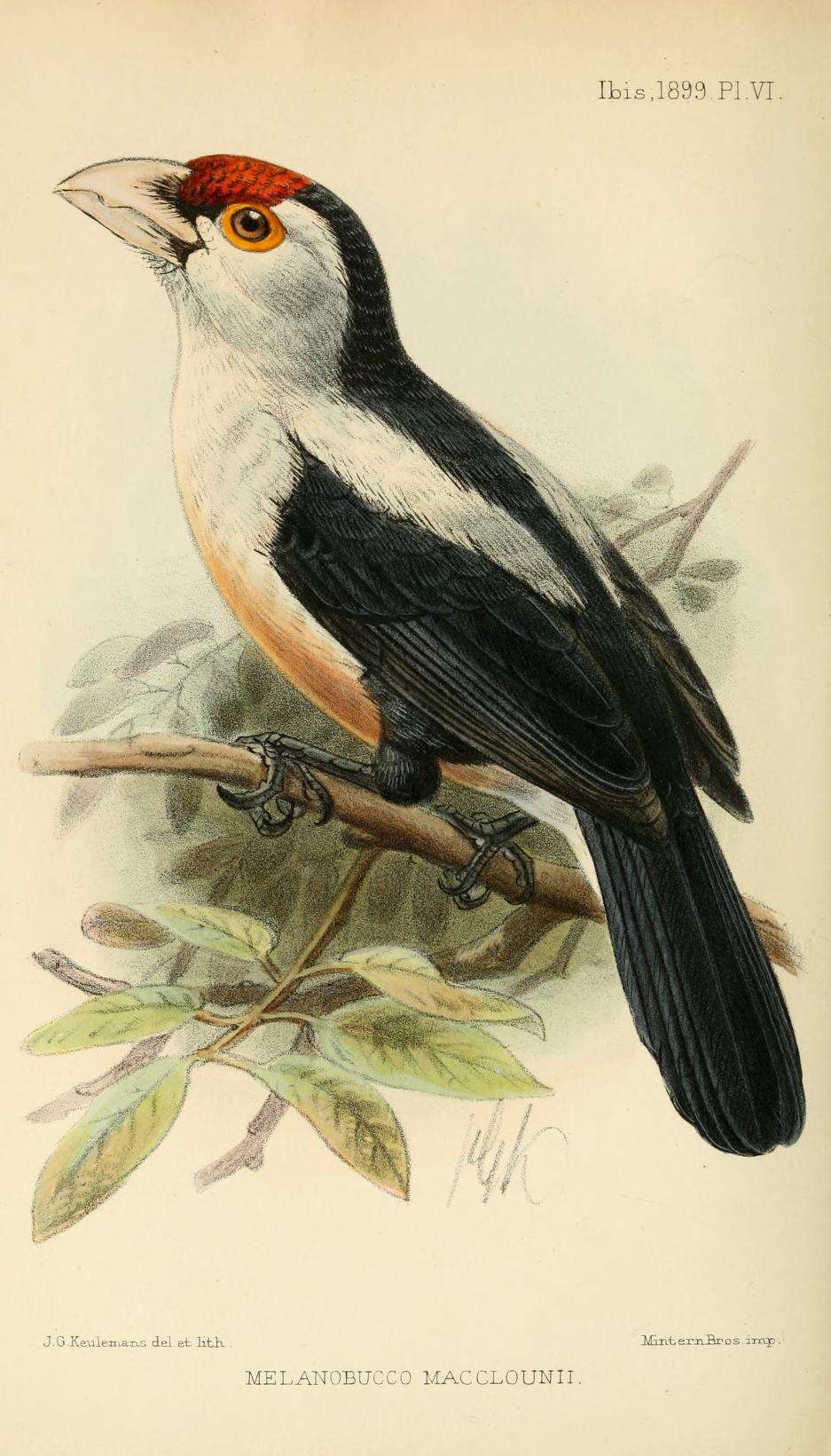 Image of Black-backed Barbet