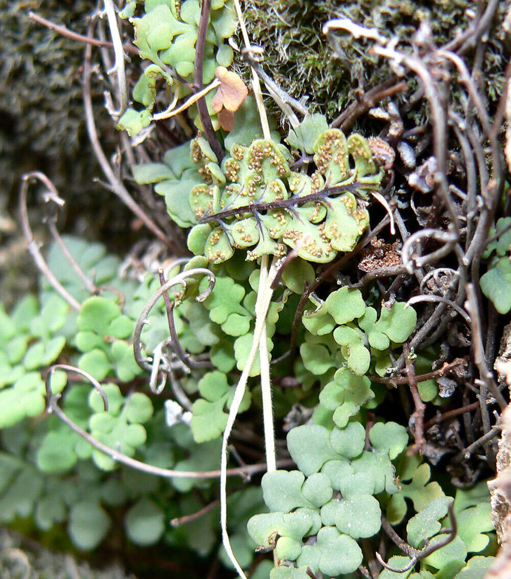 Image of Jones' false cloak fern