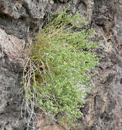 Image of Rixford's rockwort