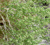 Image of Rixford's rockwort