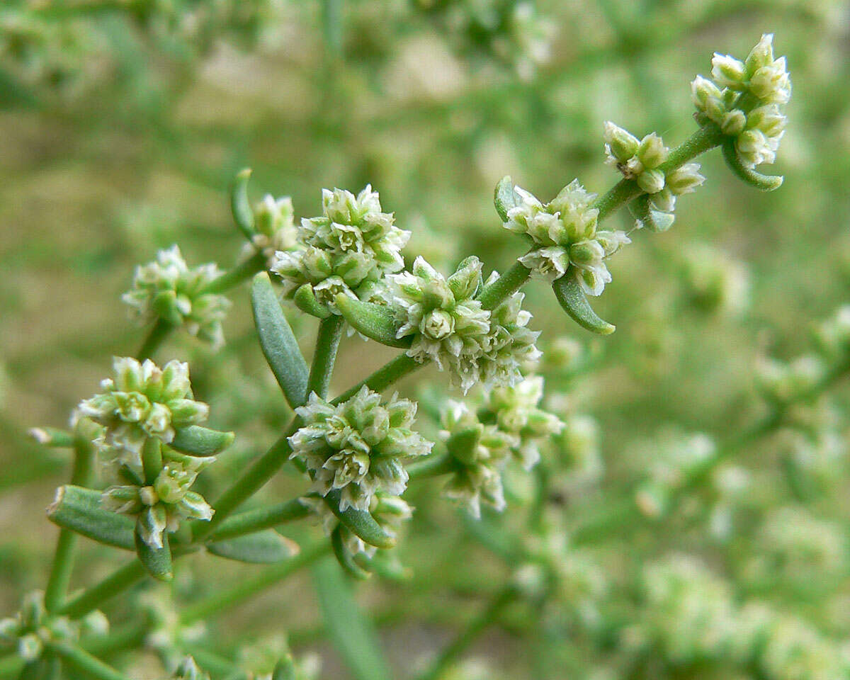 Image of Rixford's rockwort