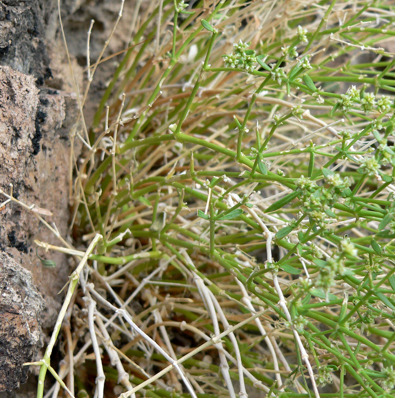 Image of Rixford's rockwort