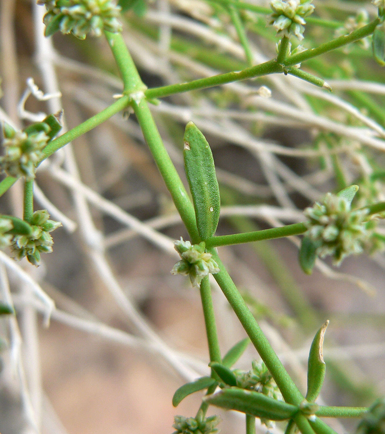 Image of Rixford's rockwort