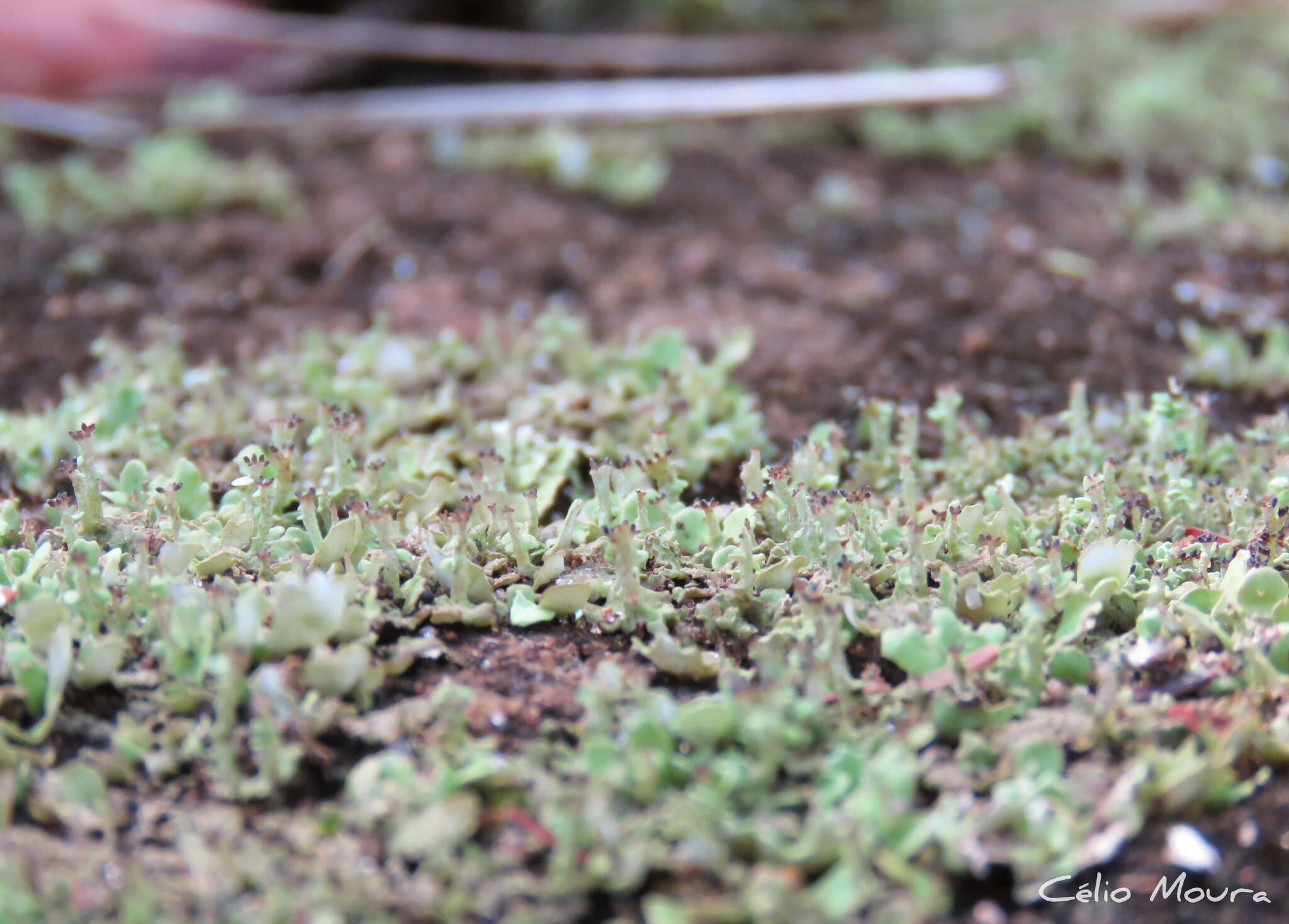 Image of Cladonia pityrophylla Nyl.