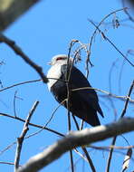 Image of Comoro Blue Pigeon