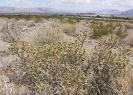 Imagem de Cylindropuntia ramosissima (Engelm.) F. M. Knuth