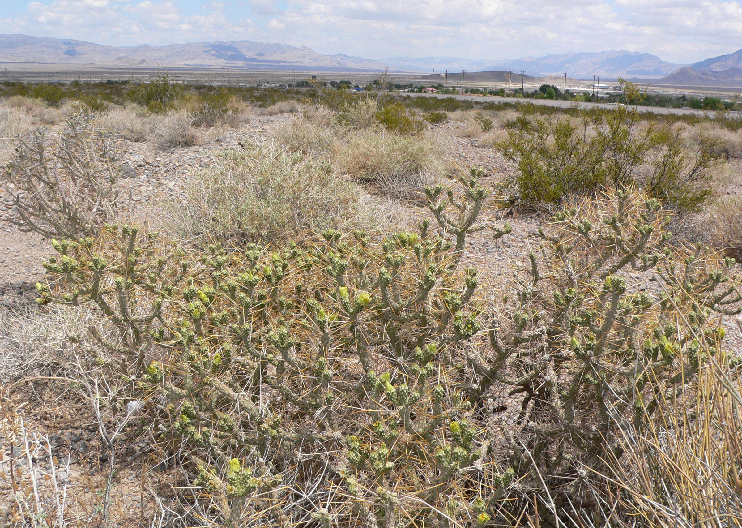 Image de Cylindropuntia ramosissima (Engelm.) F. M. Knuth