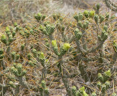 Image de Cylindropuntia ramosissima (Engelm.) F. M. Knuth