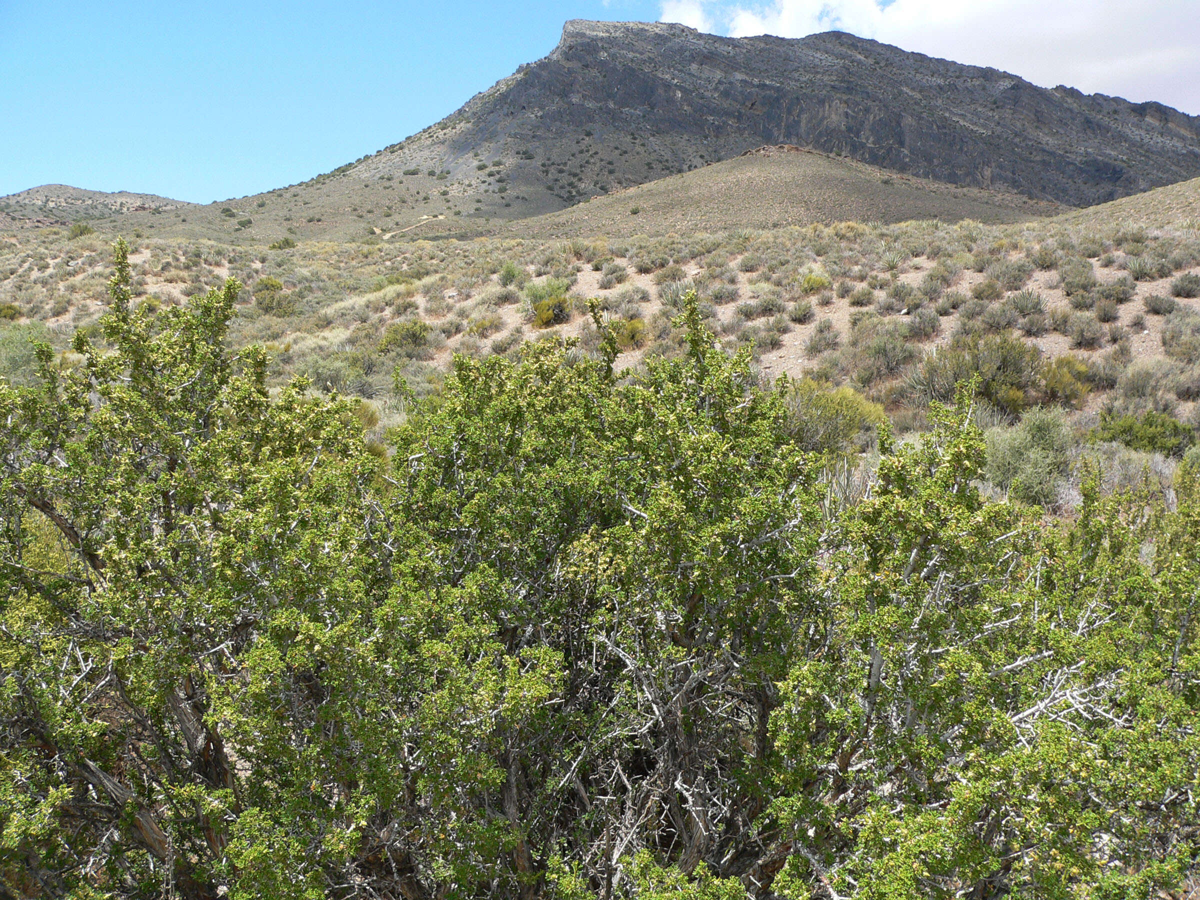 Image of desert bitterbrush