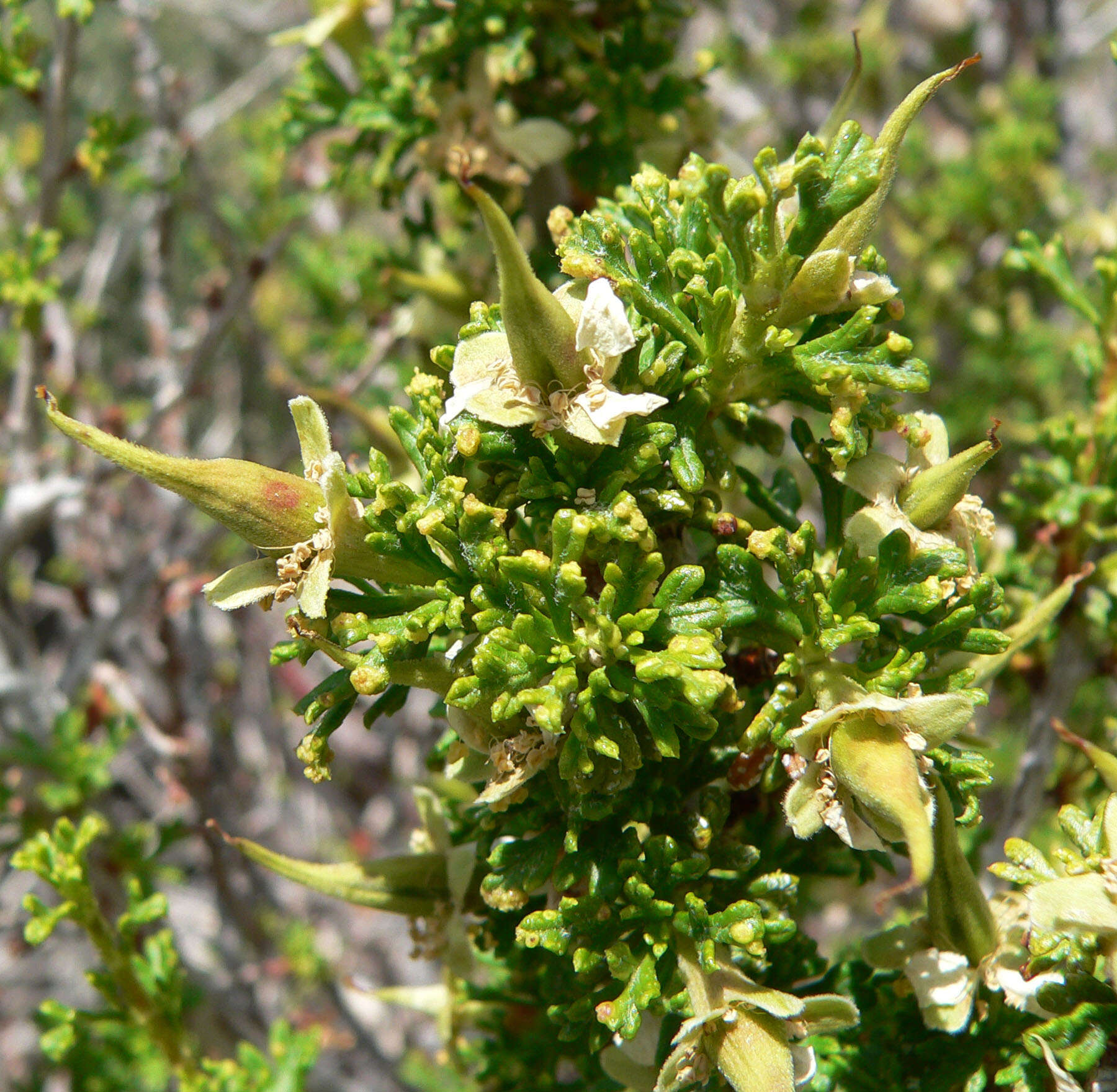 Image of desert bitterbrush