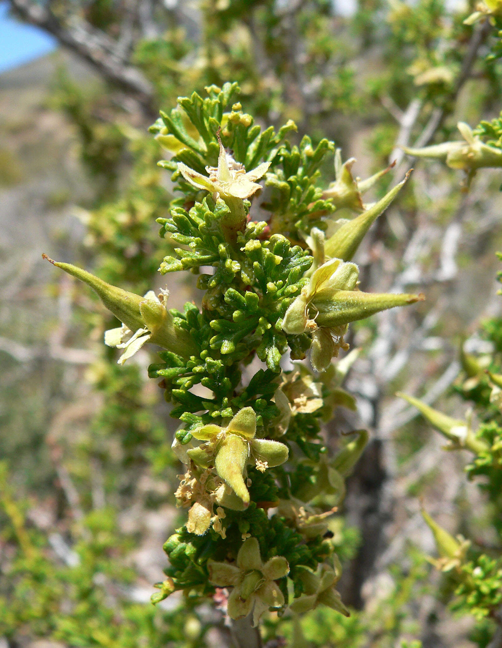 Image of desert bitterbrush