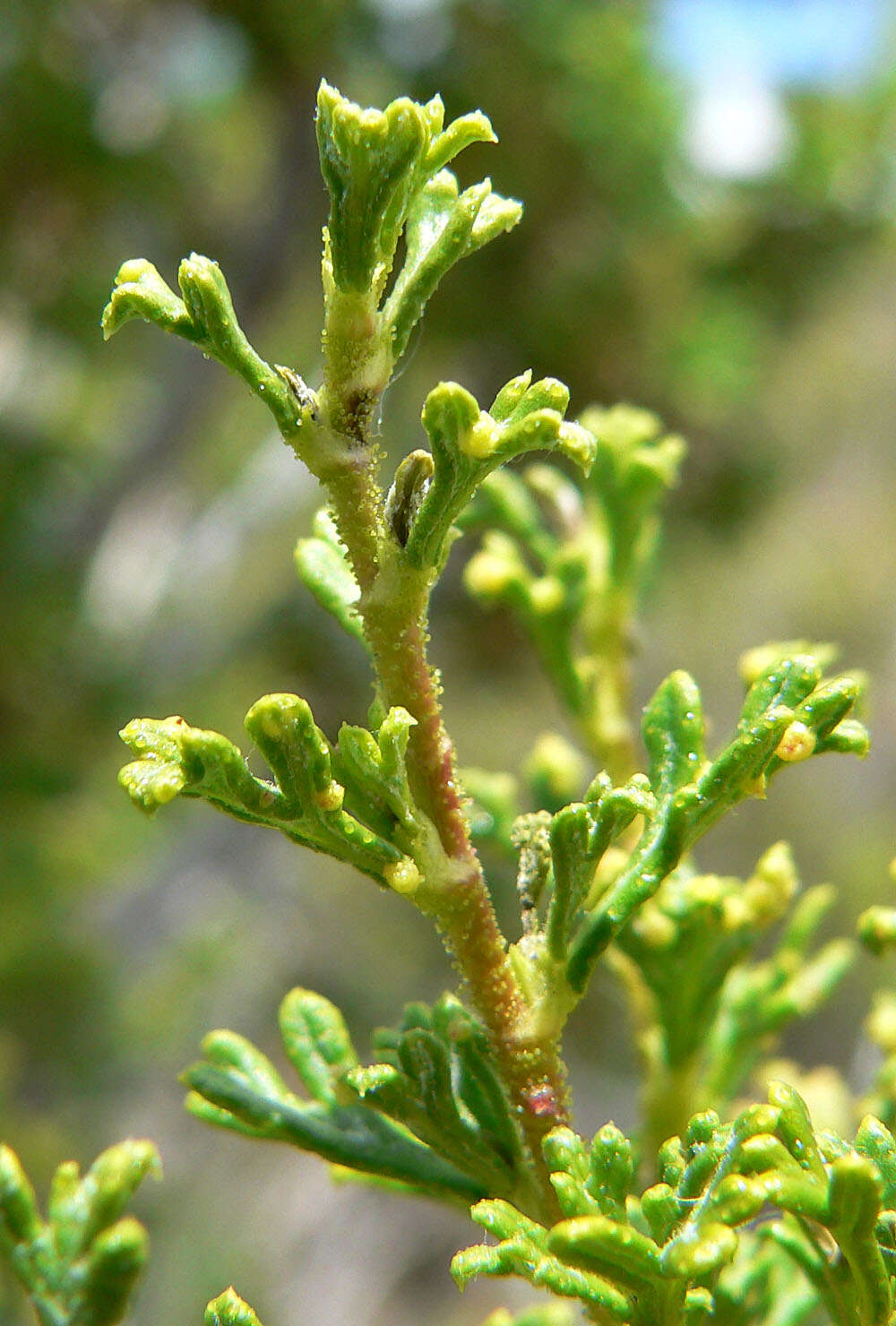 Image of desert bitterbrush