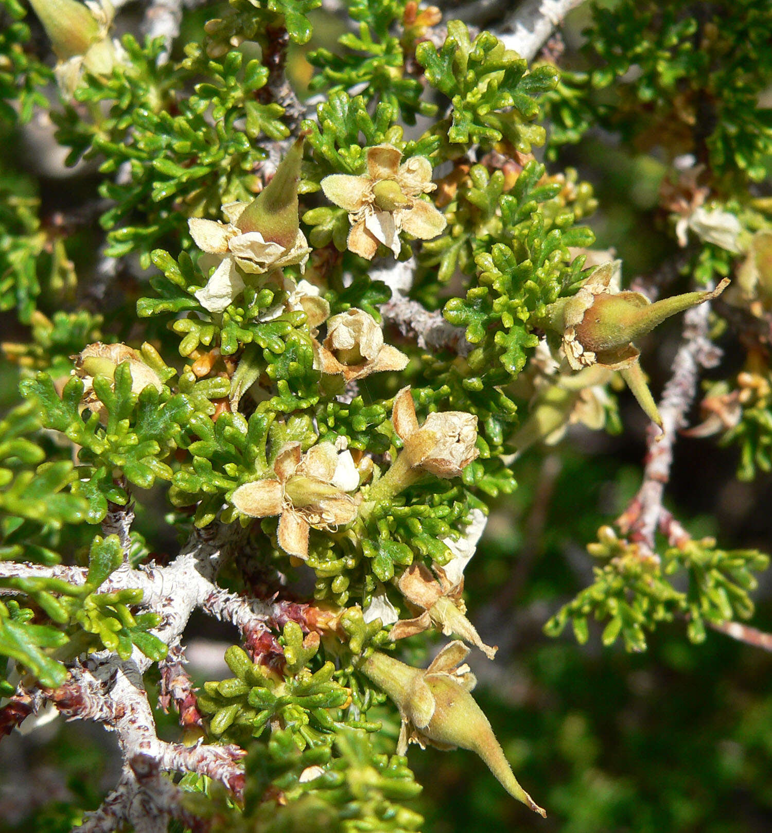 Image of desert bitterbrush