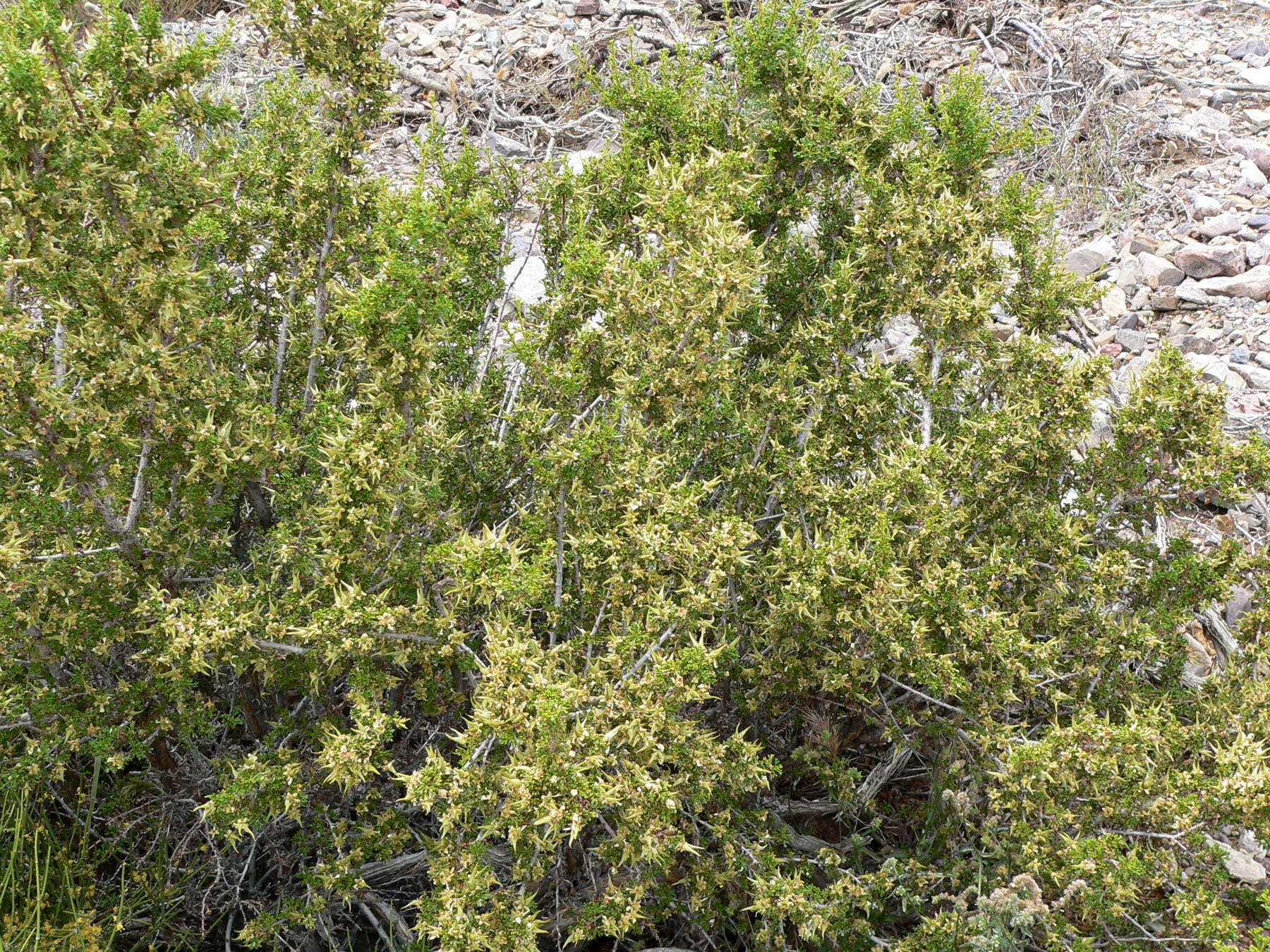 Image of desert bitterbrush