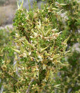 Image of desert bitterbrush