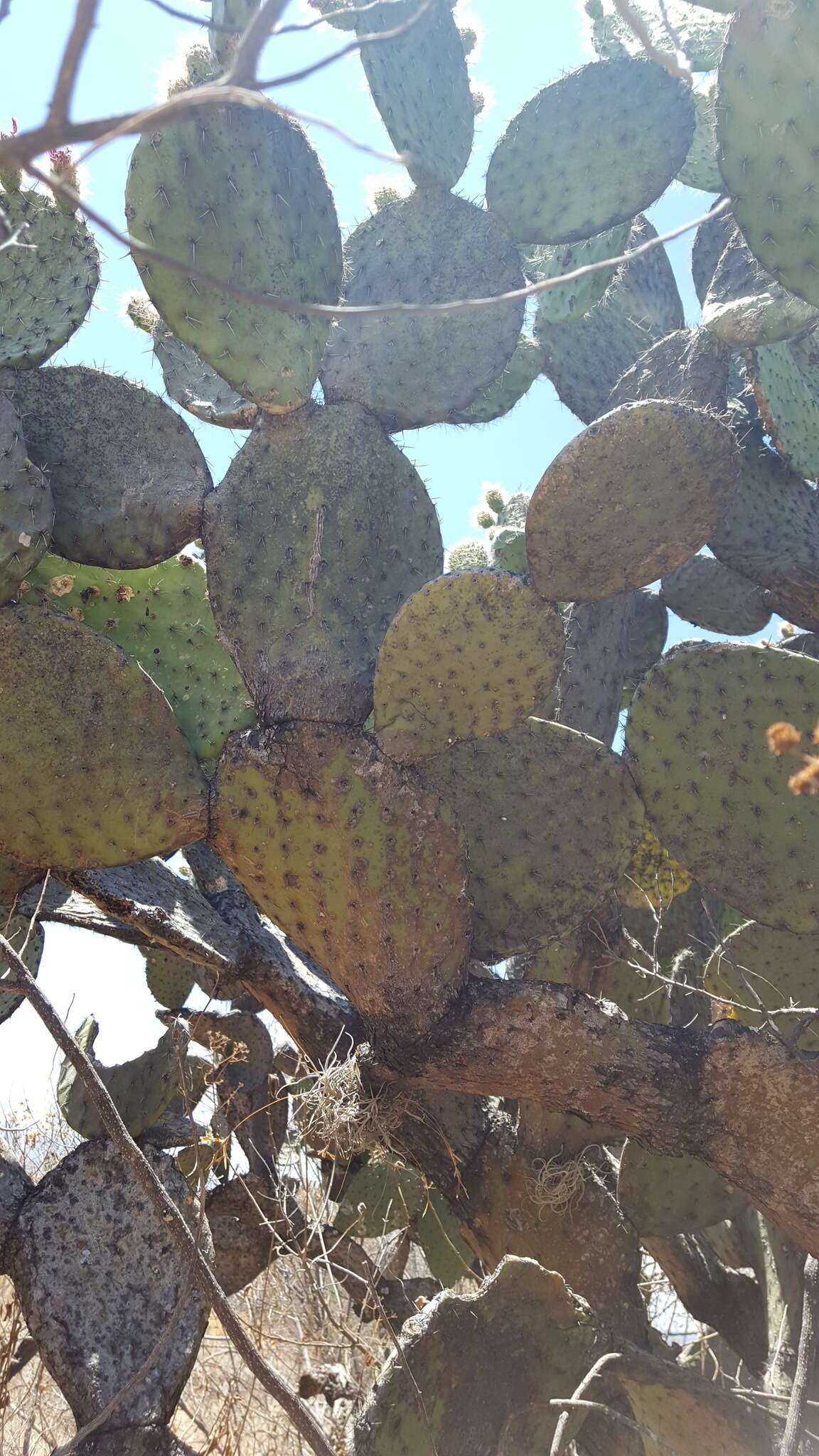 Image of Opuntia pilifera F. A. C. Weber