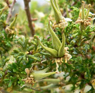 Image of desert bitterbrush