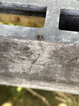 Image of Jumping spider