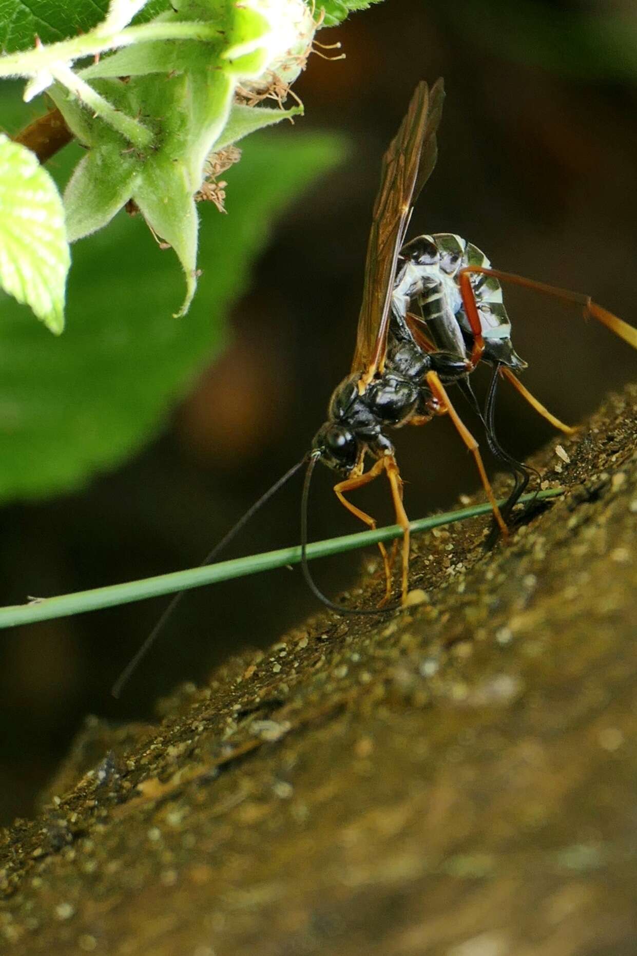 Image of Coleocentrus excitator (Poda 1761)