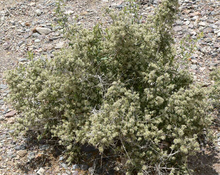 Image of woolly fruit bur ragweed