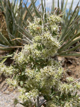 Image of woolly fruit bur ragweed