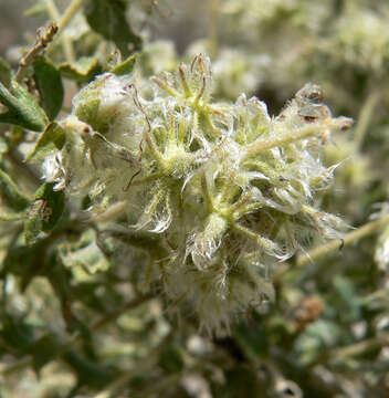 Image of woolly fruit bur ragweed