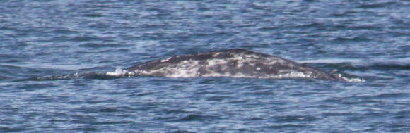 Image of gray whales