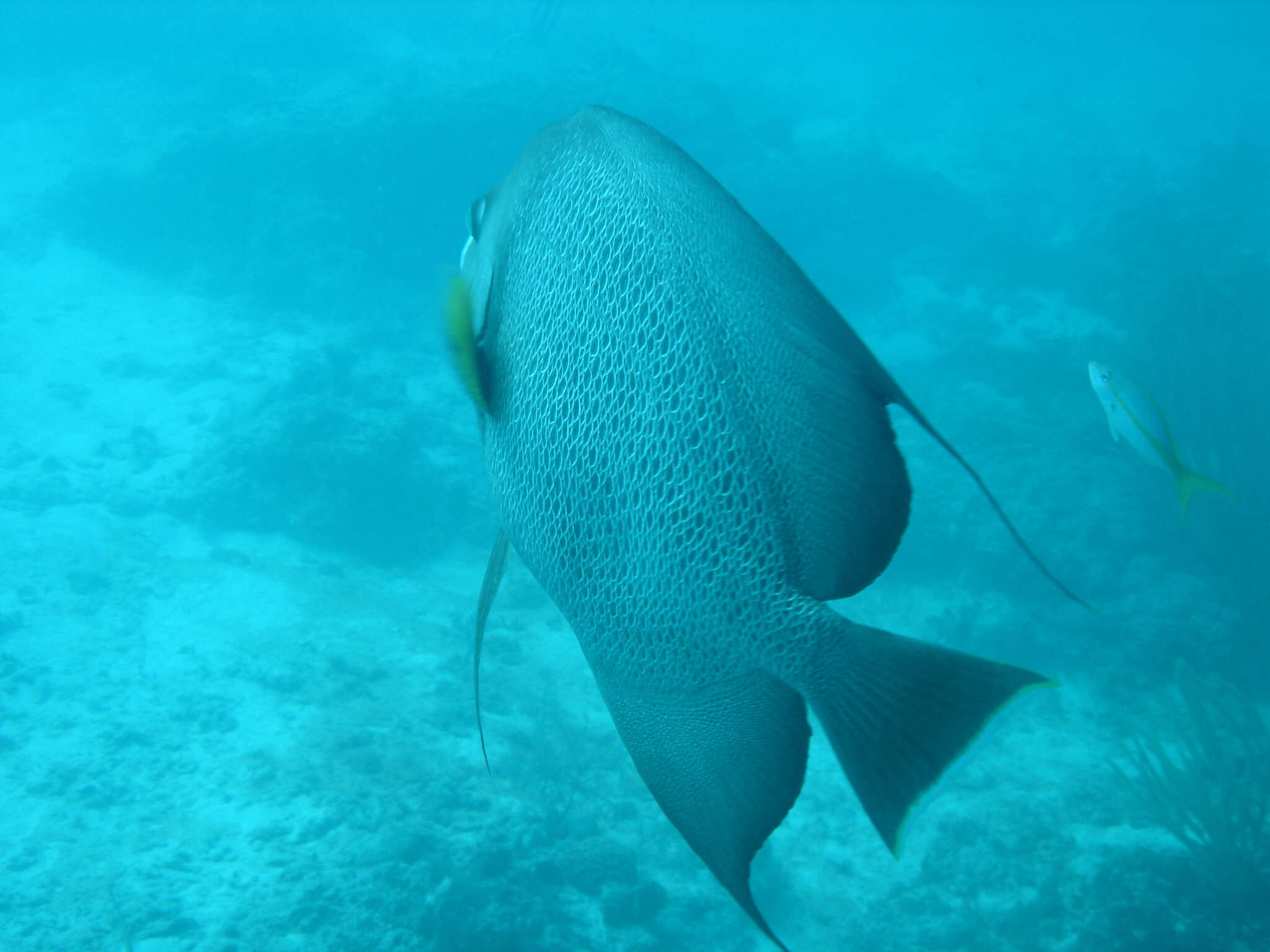 Image of Angelfish