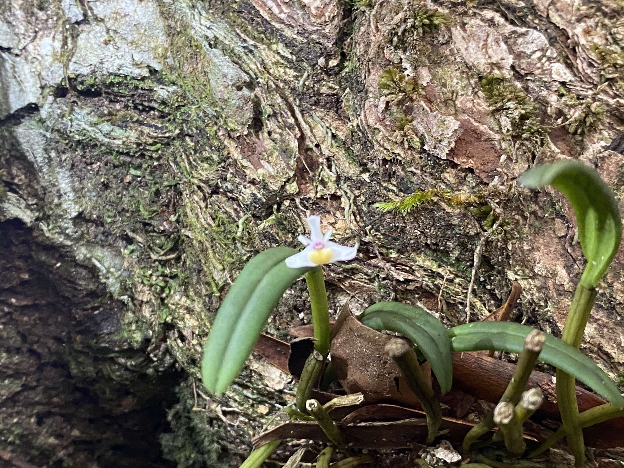 Image of Smooth burr orchid