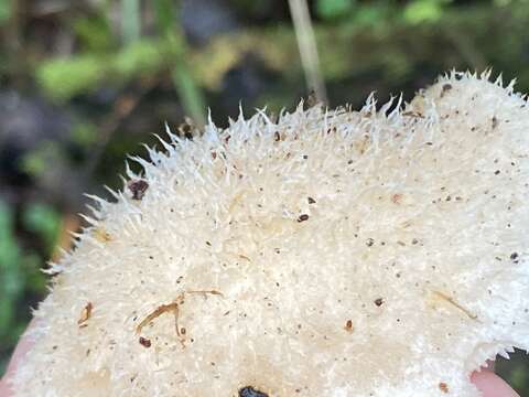 Image of Lignomyces