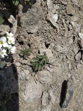 Imagem de Cardamine bipinnata (C. A. Mey.) O. E. Schulz