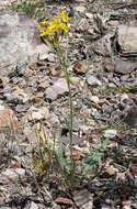 Image of limestone hawksbeard