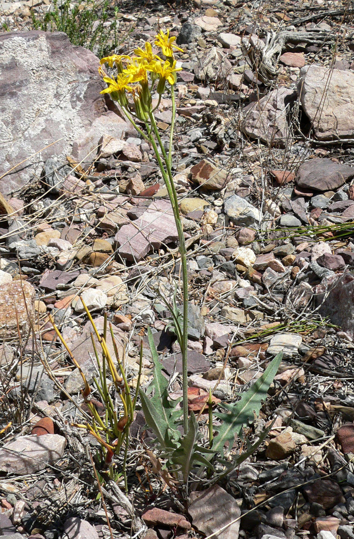 Image of limestone hawksbeard