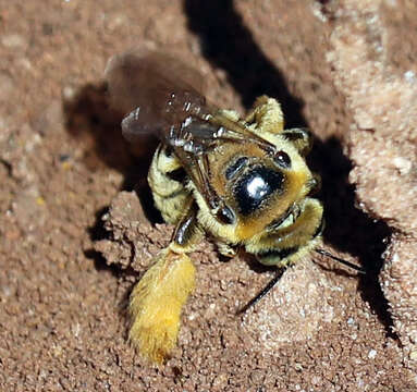 Image of Sunflower Chimney Bee