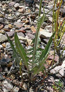 Image of limestone hawksbeard