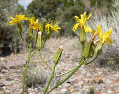 Image of limestone hawksbeard