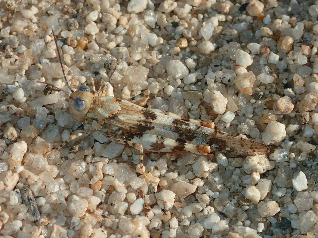 Trimerotropis albescens McNeill 1901 resmi