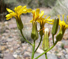 Image of limestone hawksbeard