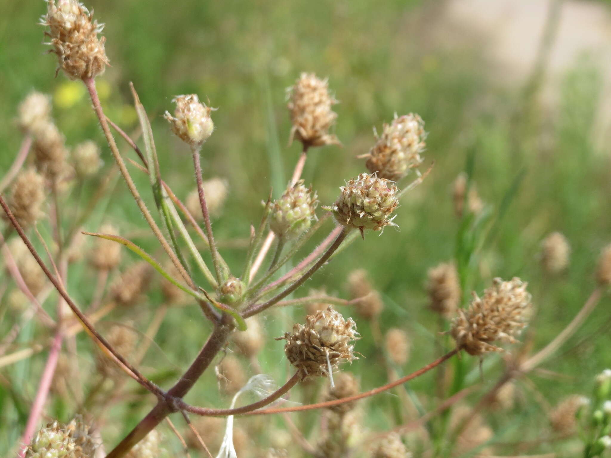 Imagem de Plantago arenaria Waldst. & Kit.