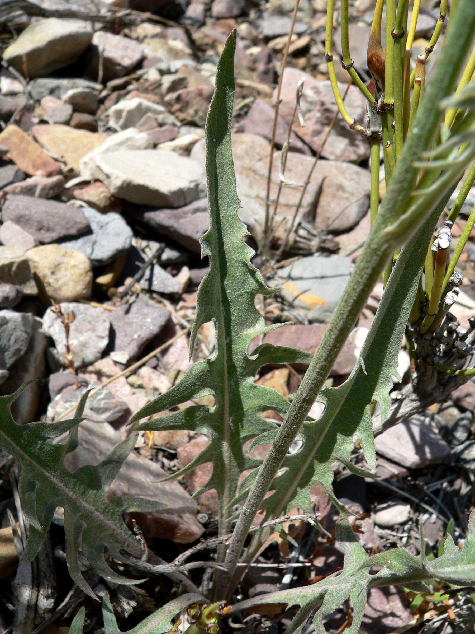 Image of limestone hawksbeard