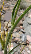 Image of limestone hawksbeard