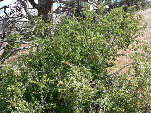 Image of desert gooseberry