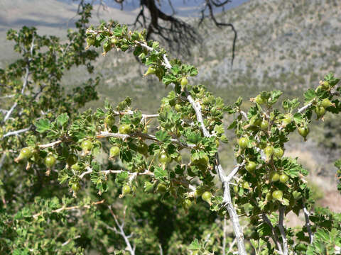 Image of desert gooseberry