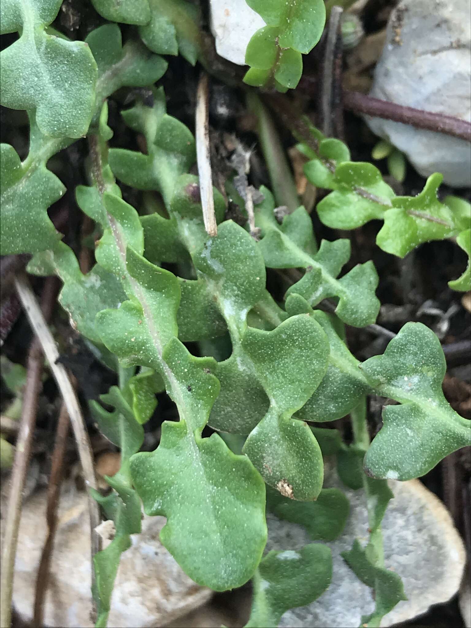 Image of Hyoseris lucida L.