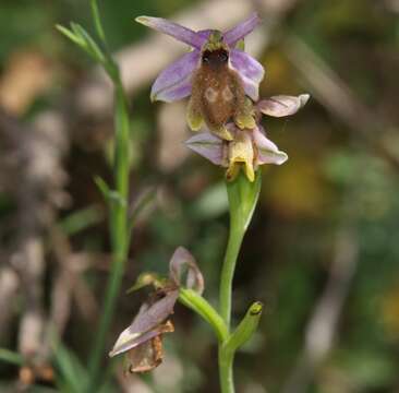 Image of Moon orchid