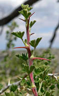 Image of desert gooseberry