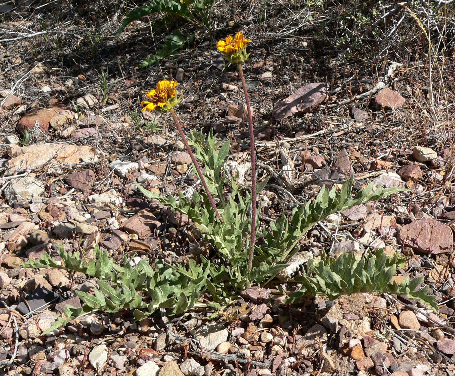 Слика од Balsamorhiza hispidula Sharp