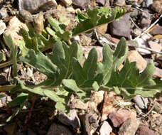 Plancia ëd Balsamorhiza hispidula Sharp