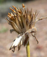 Слика од Balsamorhiza hispidula Sharp